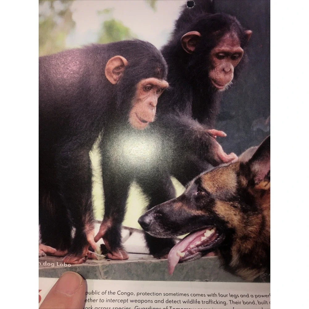 Jane Goodall Institute Apes & Chimps - 2026 SMALL Wall Calendar 17 Months NEW